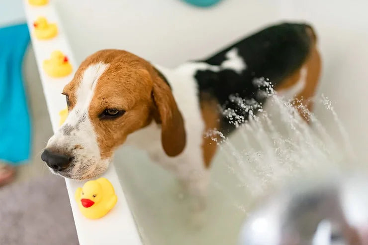 Douchekop voor huisdieren met instelbare zachte straal voor het wassen van honden